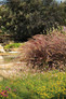 Large Graceful Grasses® Purple Fountain Grass Plants in the sunlight