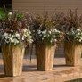 Graceful Grasses® Vertigo® Purple Fountain Grass in Patio Planters