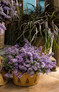 Graceful Grasses® Vertigo® Purple Fountain Grass in tabletop planter