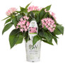 Sunstar® Pink Egyptian Star Flower in Proven Winners Pot