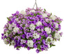 Supertunia Mini Vista Indigo Petunia in Mixed Annual Combo Hanging Basket