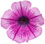 Supertunia® Mulberry Charm Petunia Flower Petals