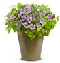 Supertunia® Priscilla® Petunia in Mixed Annual Combo Planter