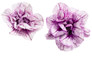 Supertunia® Priscilla® Petunia Flower Petals