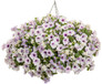 Supertunia Trailing Blue Veined Petunia in Mixed Annual Hanging Basket