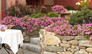 Supertunia® Trailing Strawberry Pink Veined Petunia Plants in the Rock Garden