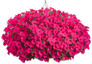 Supertunia Vista Fuchsia Petunia in Hanging Basket