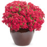 Intensia® Red Hot Annual Phlox in Decorative Pot