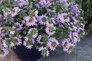 Whirlwind® Blue Fan Flower Leaves and Blooms