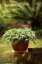 Snowstorm® Giant Snowflake® Bacopa in Decorative Pot
