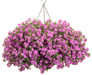 Snowstorm® Rose Bacopa in Hanging Basket