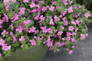 Snowstorm® Rose Bacopa Flowers and Foliage Close up