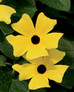 Lemon A-Peel Black-Eyed Susan Vine Flower Petals