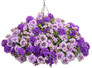 Superbena Dark Blue Verbena in hanging basket