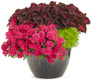 Superbena Raspberry Verbena in decorative pot