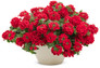 Superbena Red Verbena Plant Covered in Flowers Growing in Container