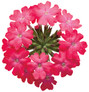 Superbena Royale Iced Cherry Verbena Flower Petals