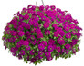 Superbena Royale® Plum Wine Verbena Flowering in Hanging Basket