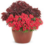 Superbena Scarlet Star Verbena in decorative pot