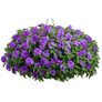 Superbena Violet Ice Verbena in Hanging Basket Covered in Blooms