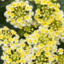 Luscious® Royale Piña Colada Lantana Flowers and Foliage