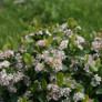 Low Scape Mound® Aronia Flowers and Foliage