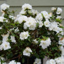 Perfecto Mundo® Double White Azalea Shrub Flowering