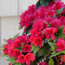 Perfecto Mundo® Red Azalea Flowers and Foliage