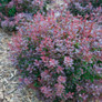 Sunjoy Todo® Barberry Blooming
