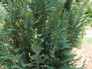 Pinpoint Blue False Cypress  Foliage