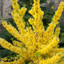 Show Off® Forsythia Shrub Covered in Blooms