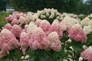 Limelight Prime® Hydrangea is blooming