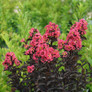 lagerstroemia-center-stage-coral-2