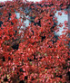 Red Wall® Virginia Creeper vine in the fall