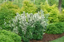 Large Illuminati Tower® Mock Orange shrub in the garden