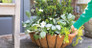 ScentAmazing Gardenia in garden planter