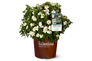 ScentAmazing Gardenia in Southern Living Pot