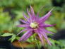 Sparky® Purple Clematis Flower And Leaves Close Up