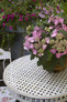 Endless Summer Twist-n-Shout Hydrangea in Planter on Patio Table