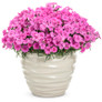 Paint the Town Fancy Pinks Dianthus in Garden Planter