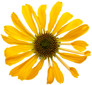 Color Coded™ Yellow My Darling Coneflower flower petals
