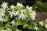Emerald Snow Loropetalum Blooms