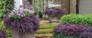 Purple Daydream Loropetalum in Combination Garden Planter