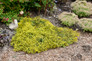 Large Rock 'N Low Yellow Brick Road Stonecrop Sedum Plant Blooming