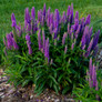 Magic Show® Purple Illusion Spike Speedwell Plant Blooming