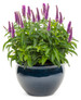 Magic Show® Purple Illusion Spike Speedwell Plant in Garden Planter