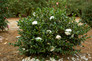 October Magic White Shi Shi Camellia Shrub Blooming