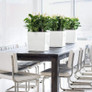 Cube Planters on Dining Table Inside