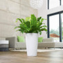 Rondo Tall Round Planter Indoors By the Window
