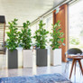 Canto Premium Tall Square Planters Indoors With Fiddle Leaf Fig Plants